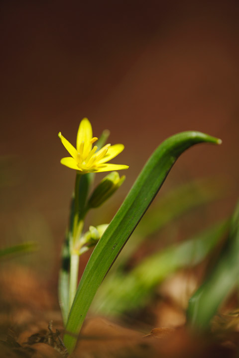 Identificazione - Gagea cfr. lutea